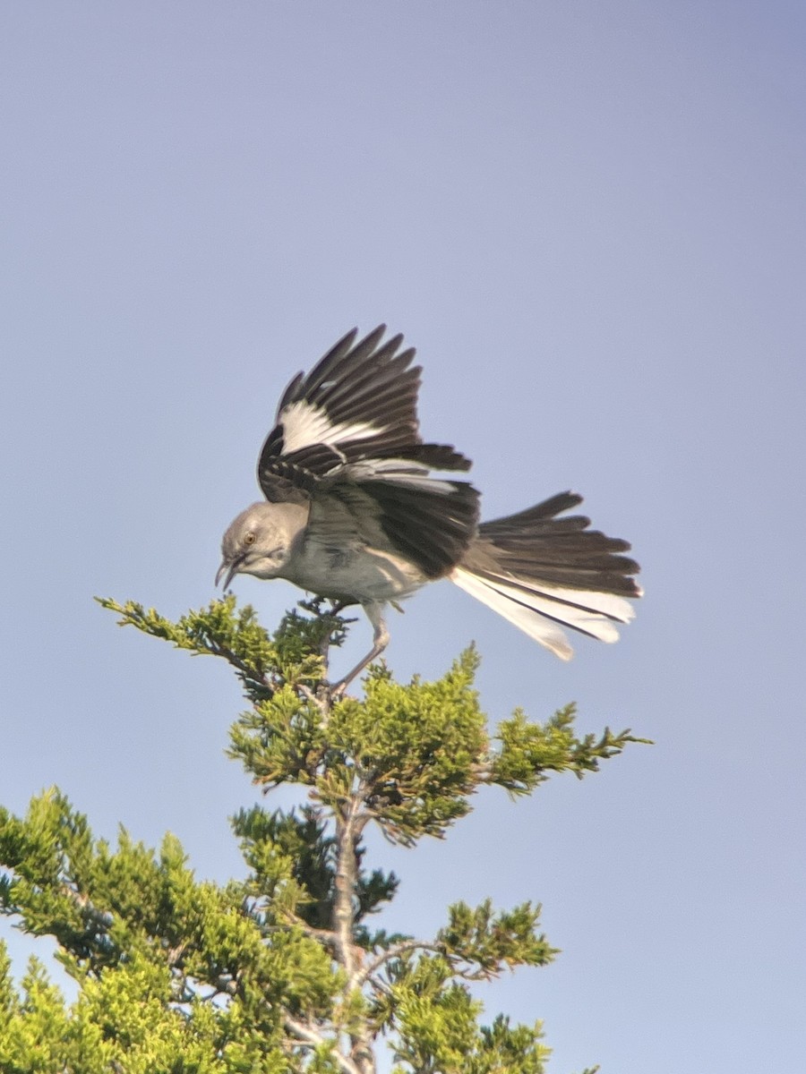 Northern Mockingbird - Gretchen Dillon