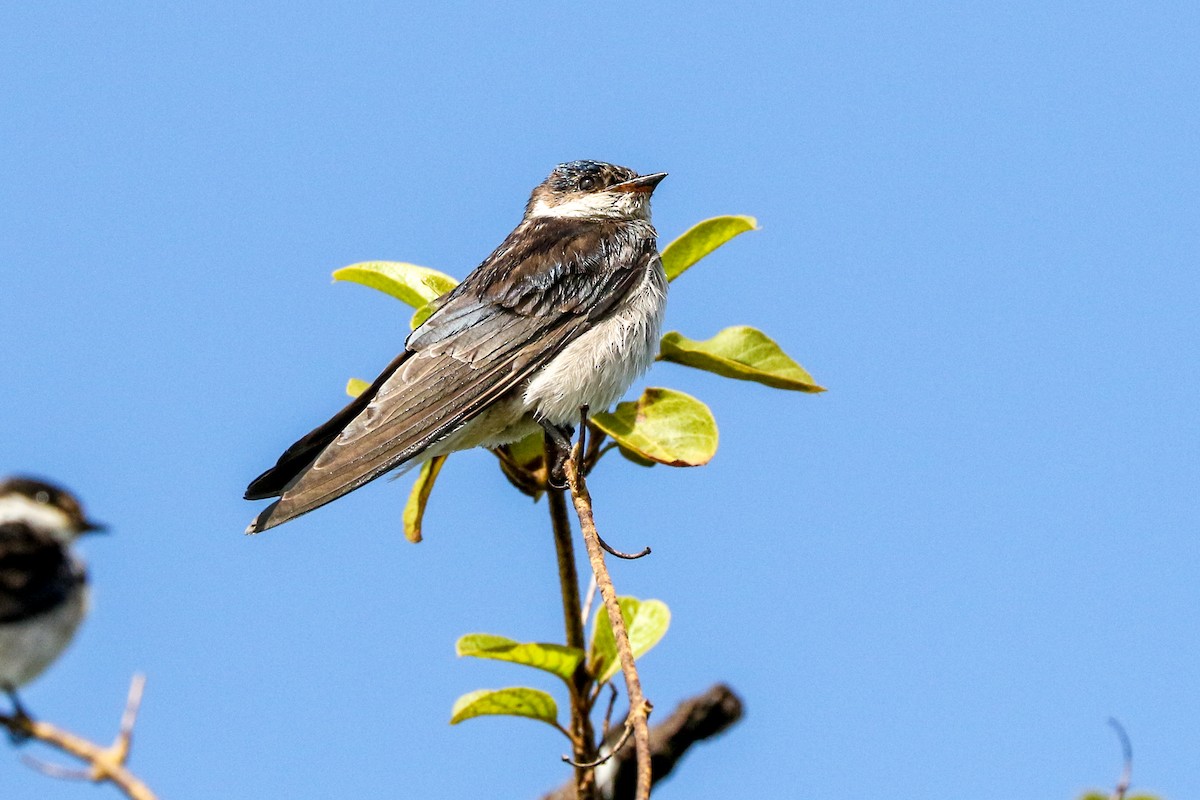 White-throated Swallow - ML583986471