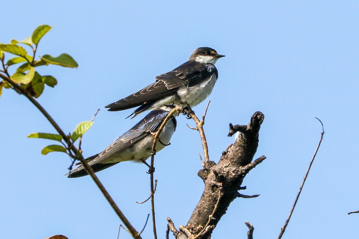 White-throated Swallow - ML583986481