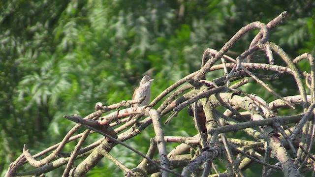 Greater Whitethroat - ML583986511