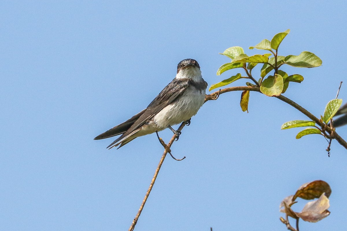 White-throated Swallow - ML583986541