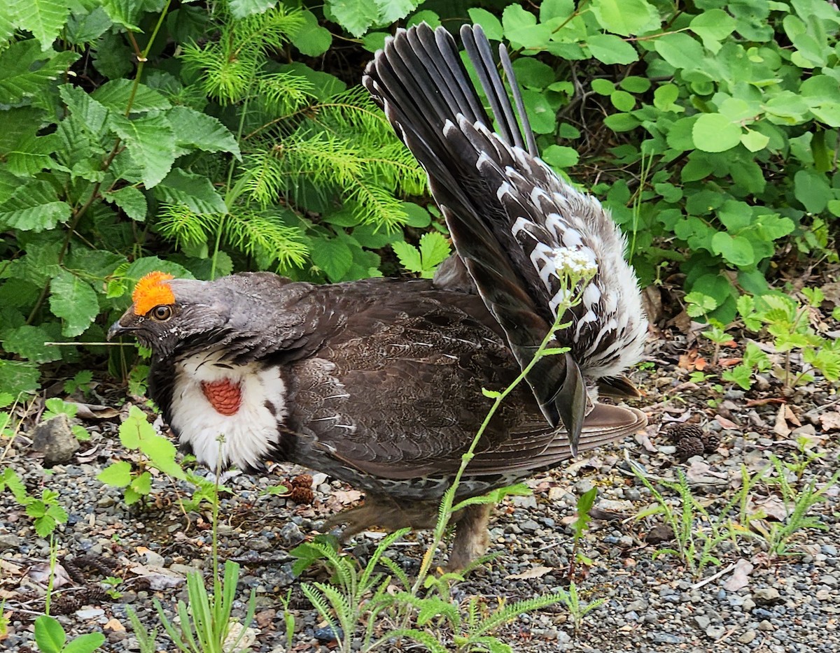 Dusky Grouse - ML583986641