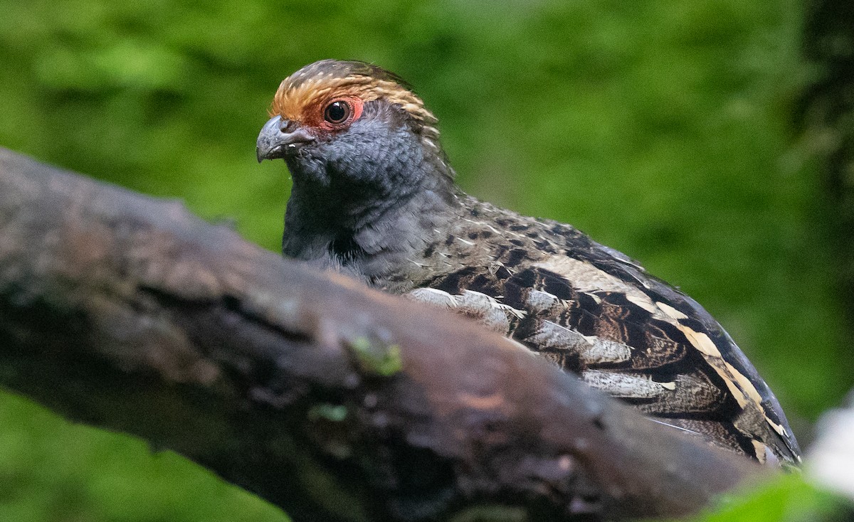 Spot-winged Wood-Quail - ML583987361