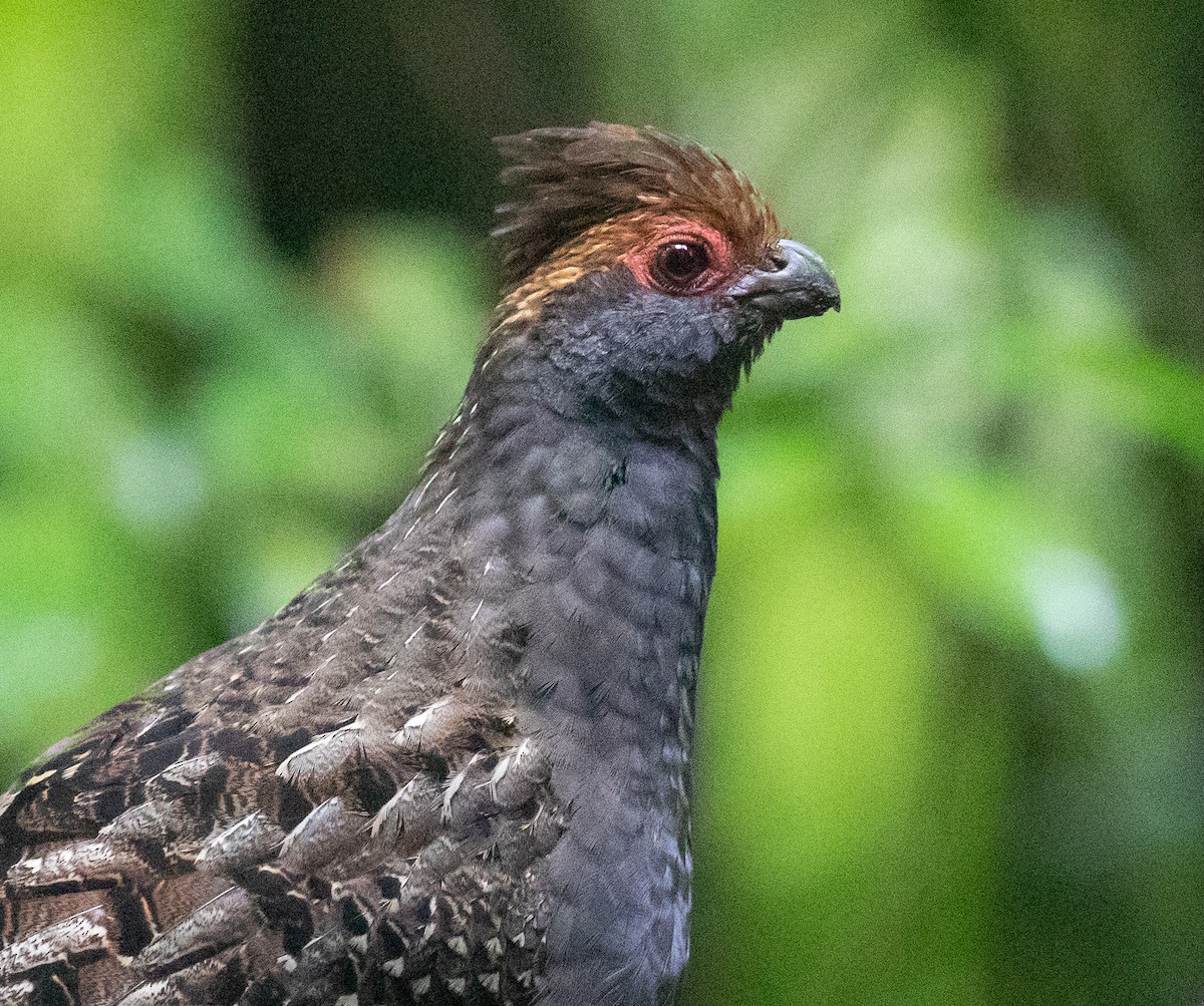 Spot-winged Wood-Quail - ML583987371