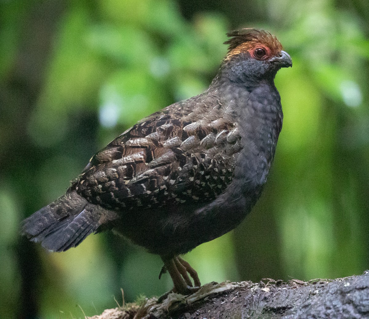 Spot-winged Wood-Quail - ML583987491