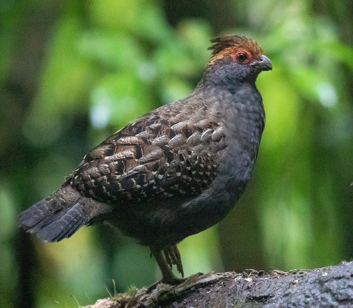 Spot-winged Wood-Quail - ML583987501