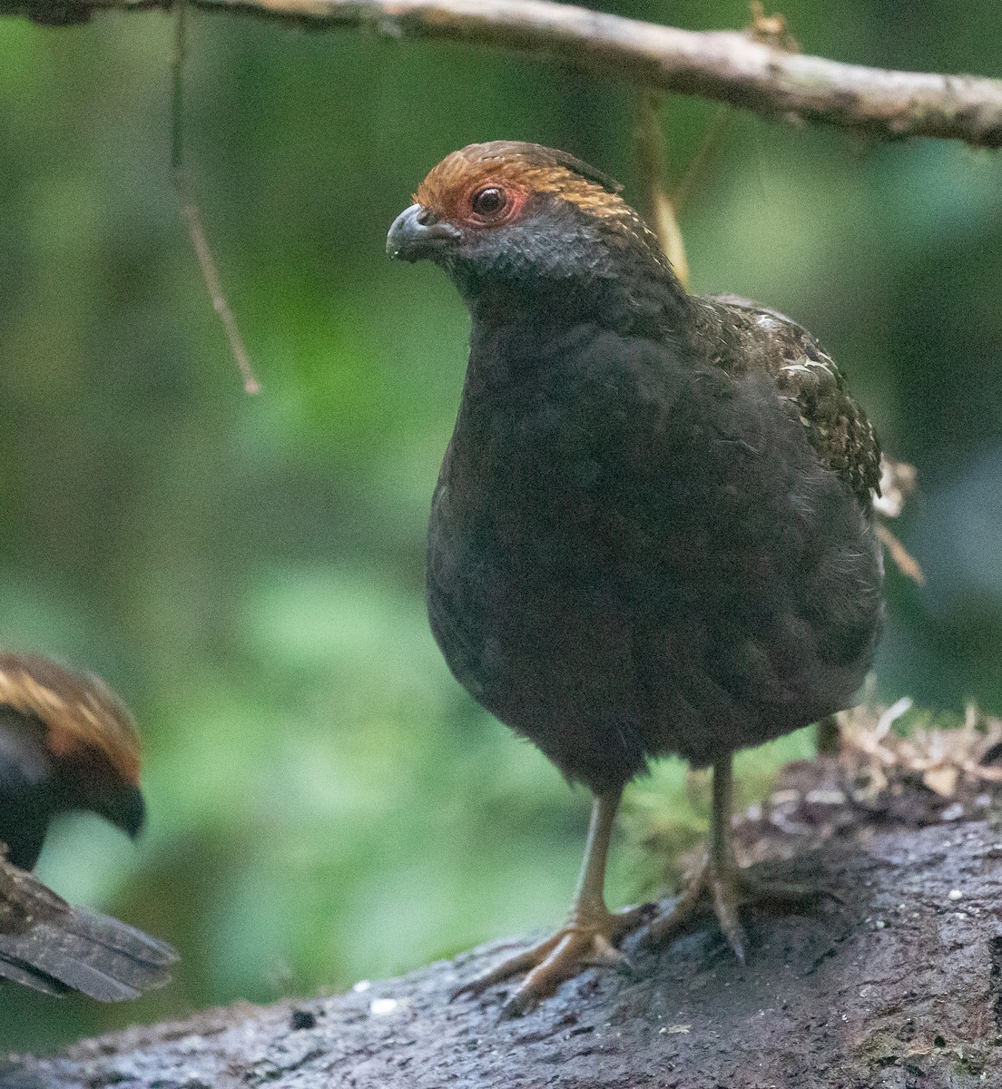 Spot-winged Wood-Quail - ML583987531