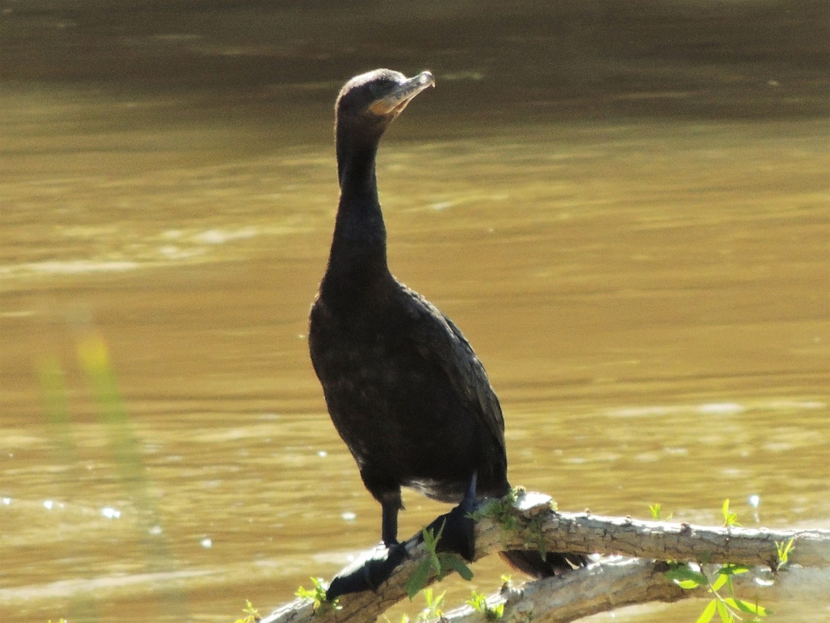 Neotropic Cormorant - ML58398771
