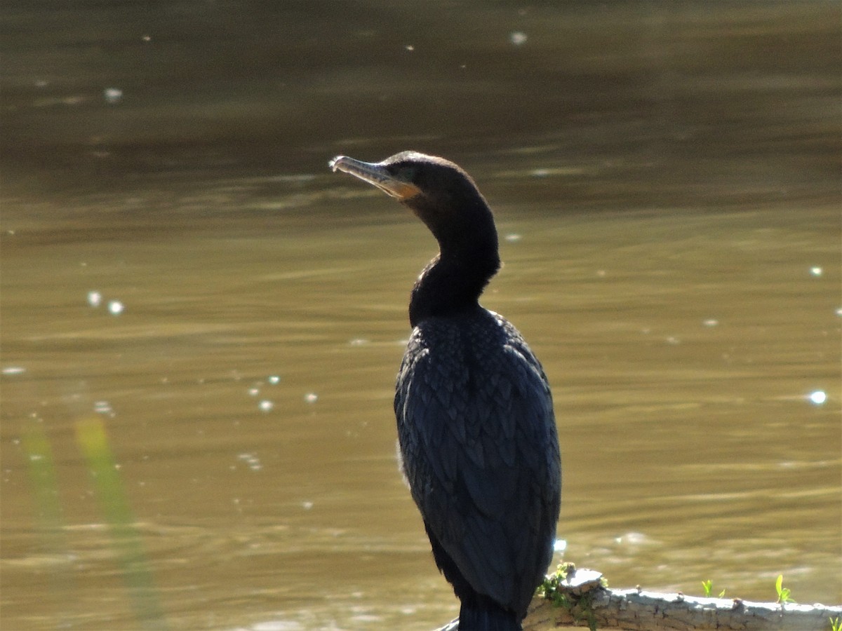 Neotropic Cormorant - ML58398781