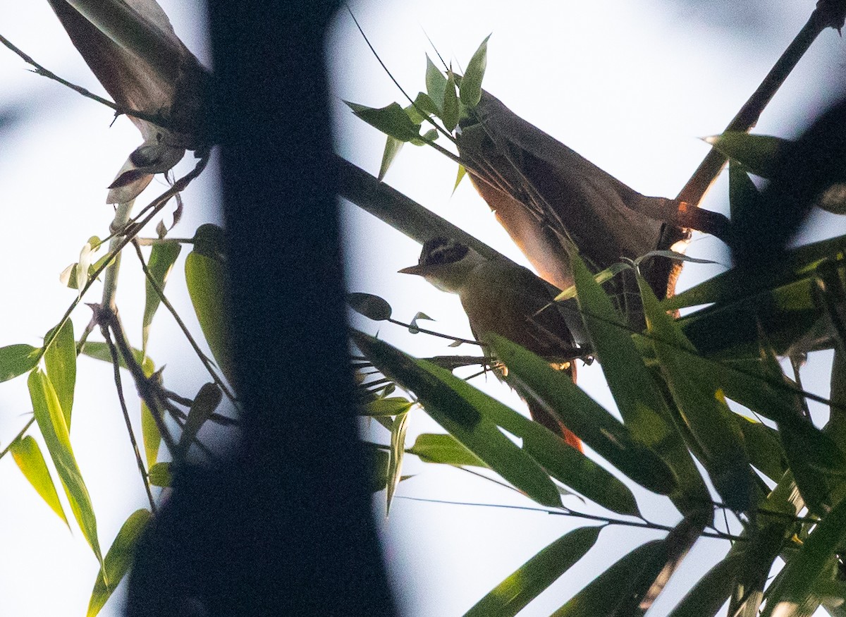 Black-capped Foliage-gleaner - Adam Buckham