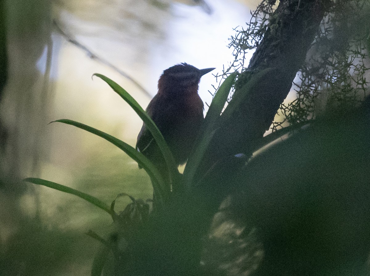 Black-capped Foliage-gleaner - Adam Buckham