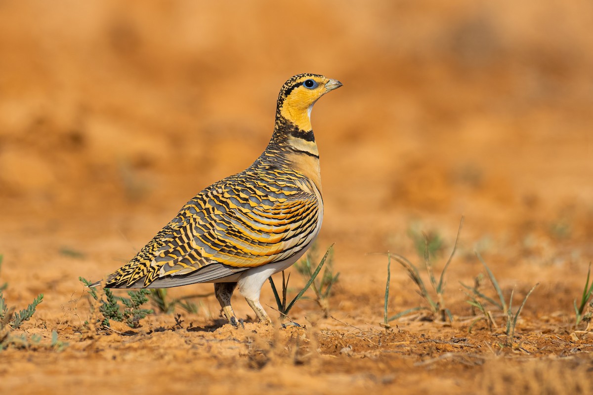 Pin-tailed Sandgrouse - Yeray Seminario