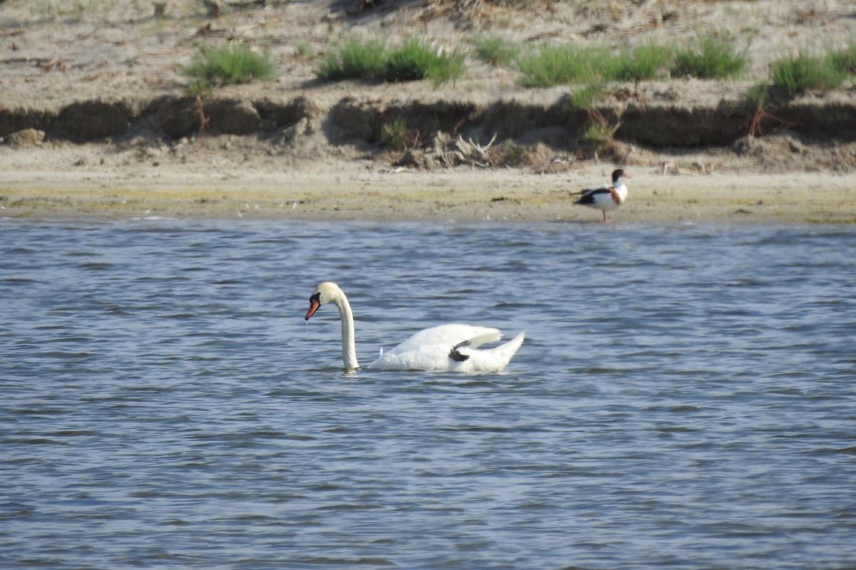 Mute Swan - ML583988861