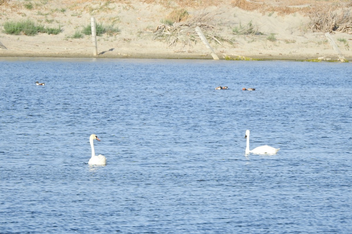 Mute Swan - ML583988881