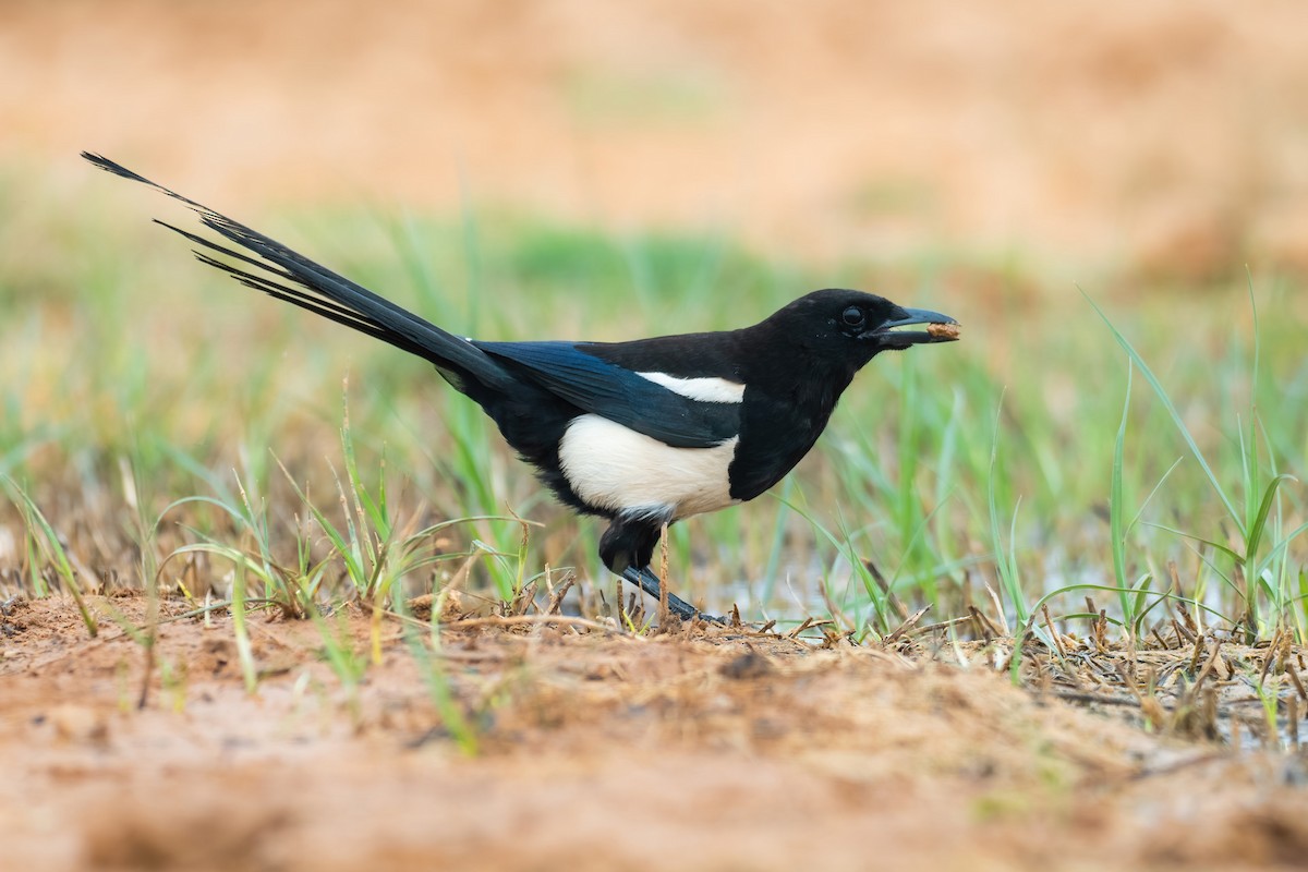 Eurasian Magpie - Yeray Seminario