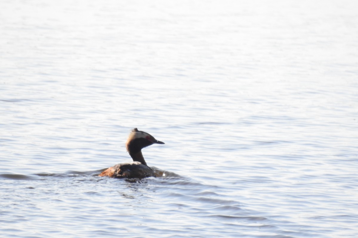 Horned Grebe - Zhanyi Lin