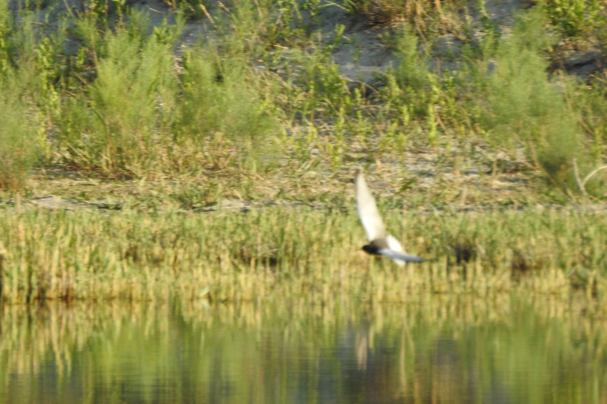 White-winged Tern - Zhanyi Lin