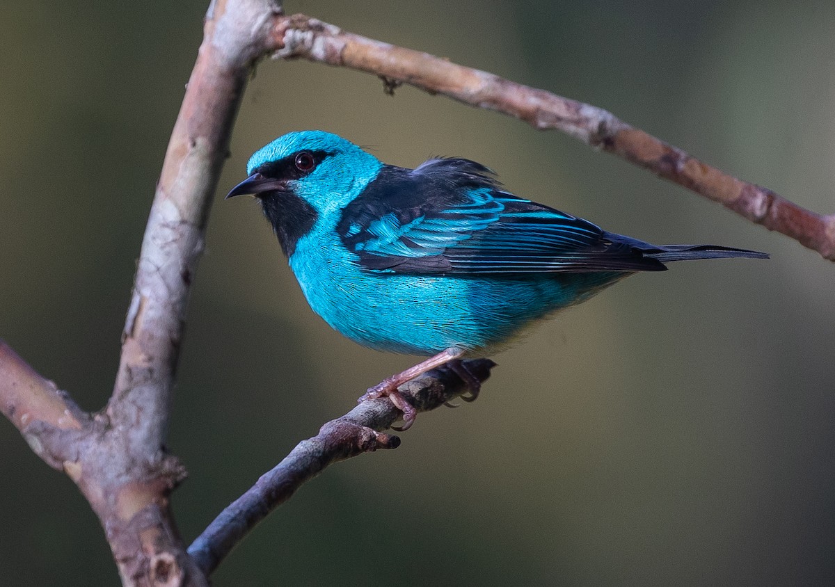 Blue Dacnis - Adam Buckham