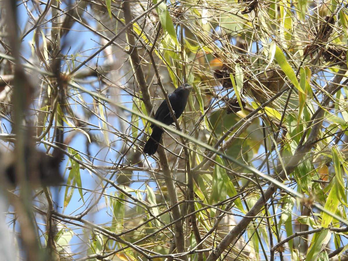 Blue Seedeater - ML583990861