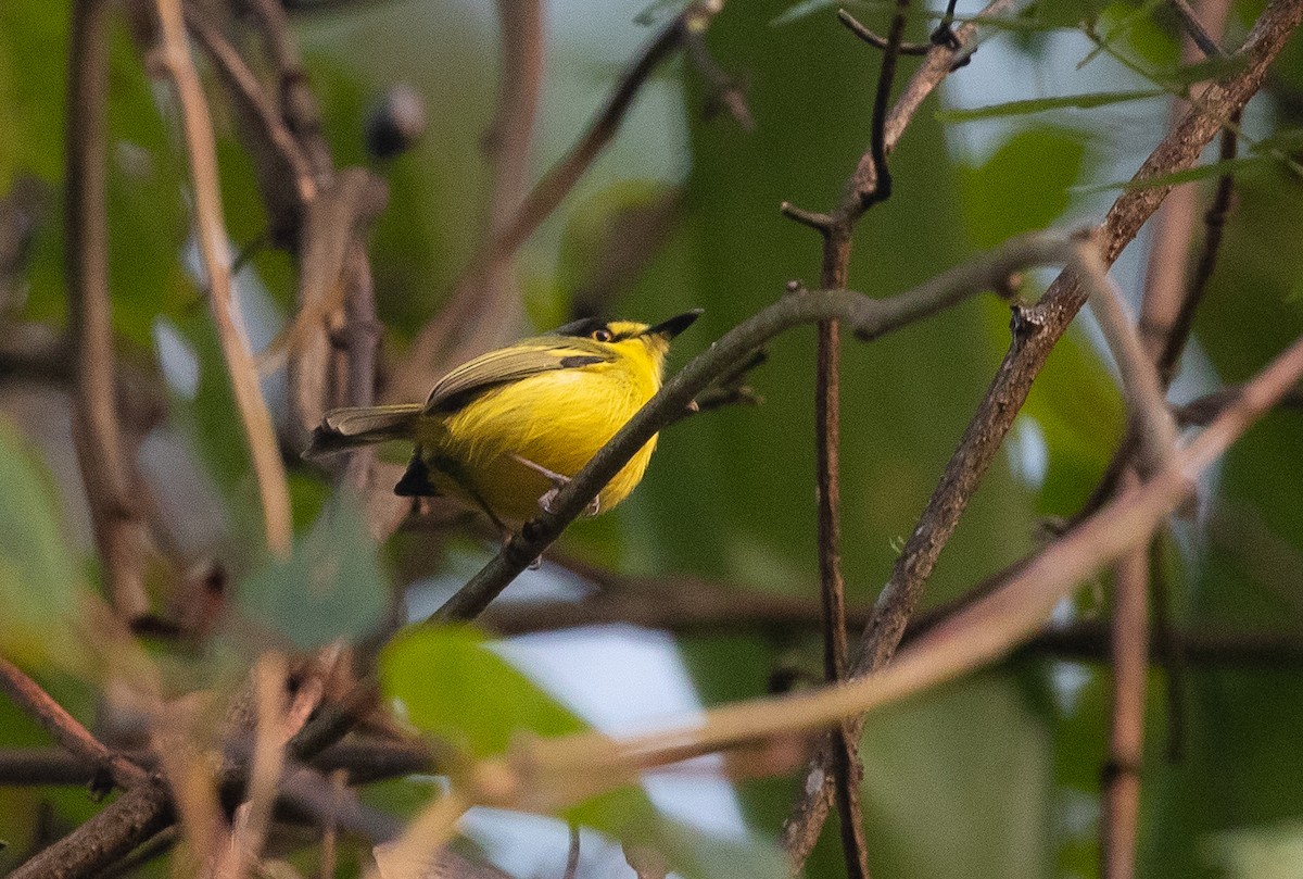 Gray-headed Tody-Flycatcher - Adam Buckham