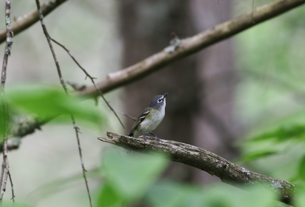 Blue-headed Vireo - ML583992261