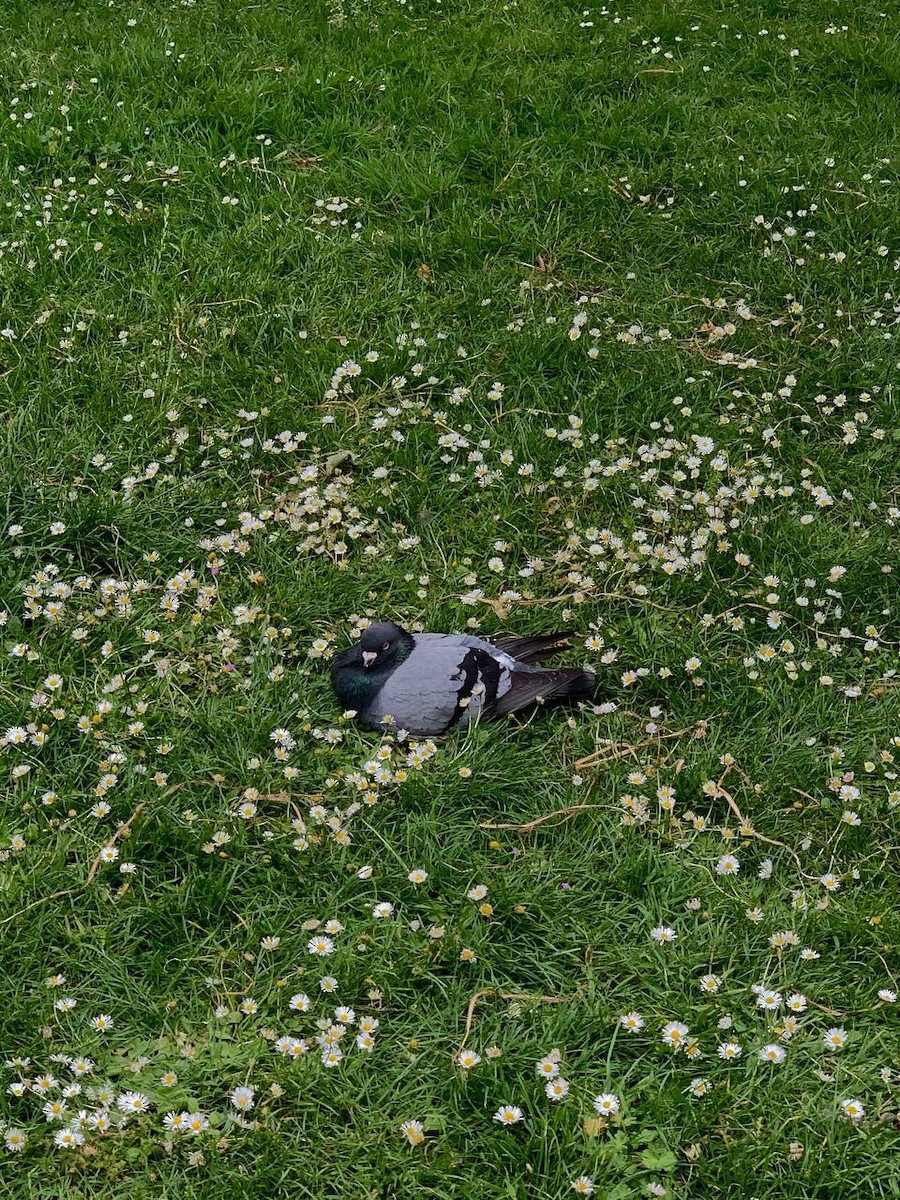 Rock Pigeon (Feral Pigeon) - ML583992371