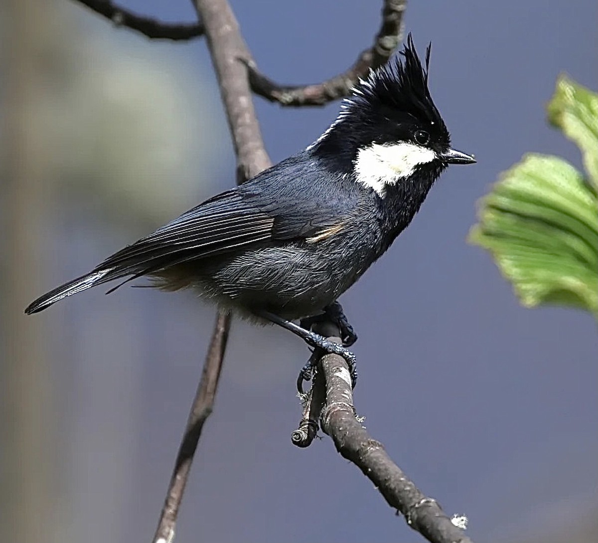 Rufous-vented Tit - ML583993691