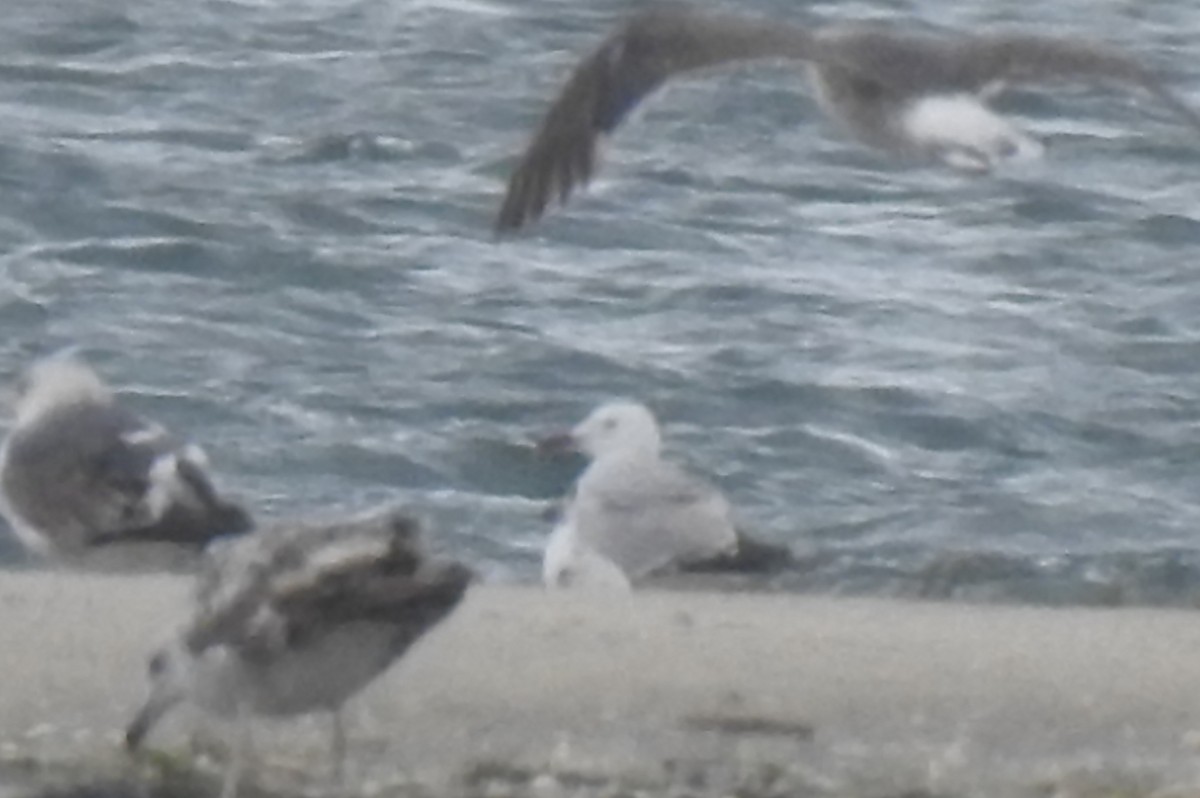 Audouin's Gull - ML583996831