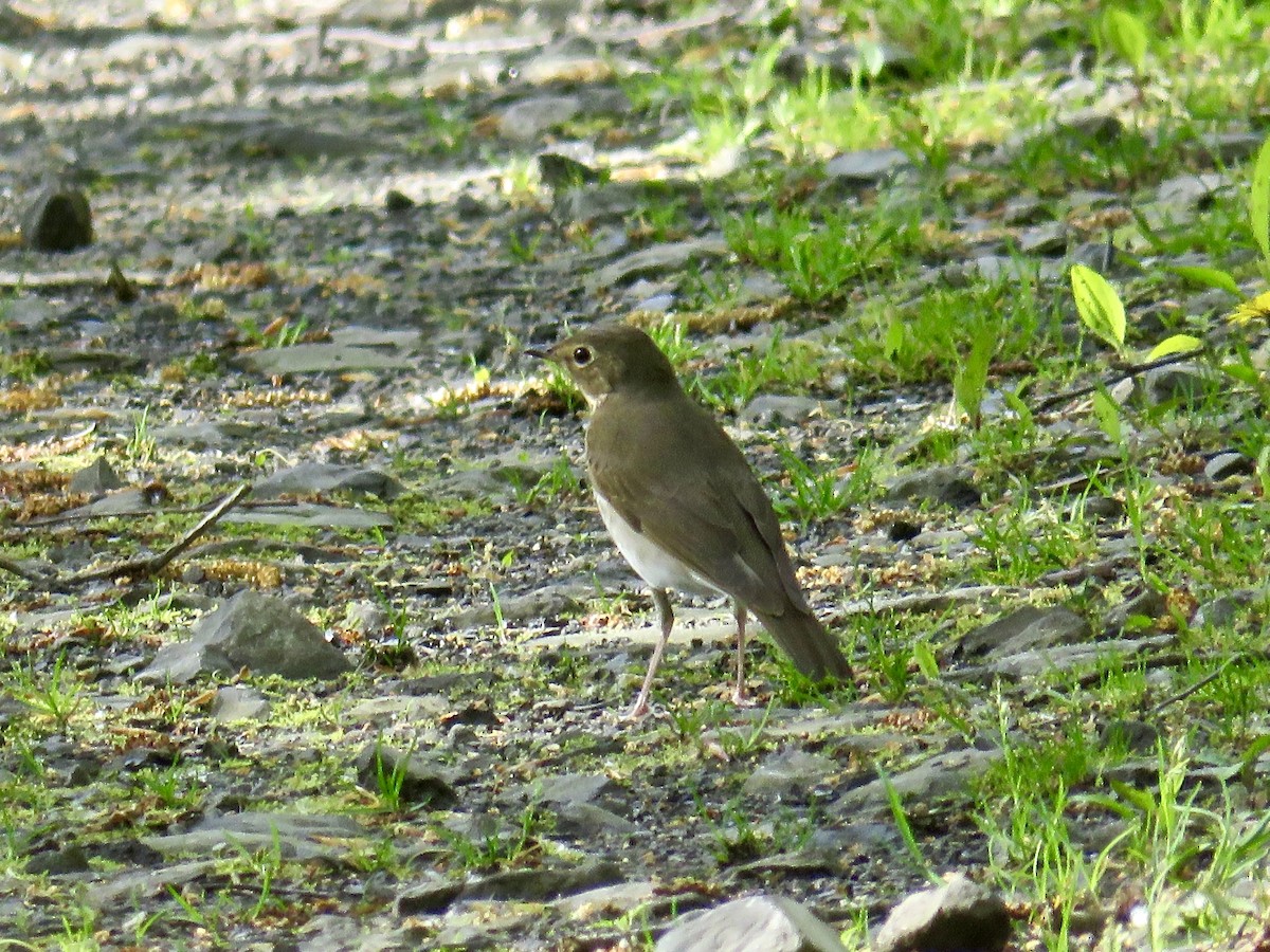 Swainson's Thrush - ML58399761