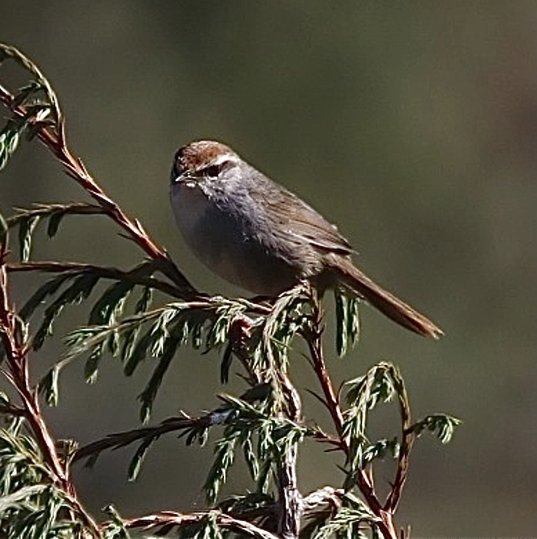 Gray-sided Bush Warbler - ML583998101