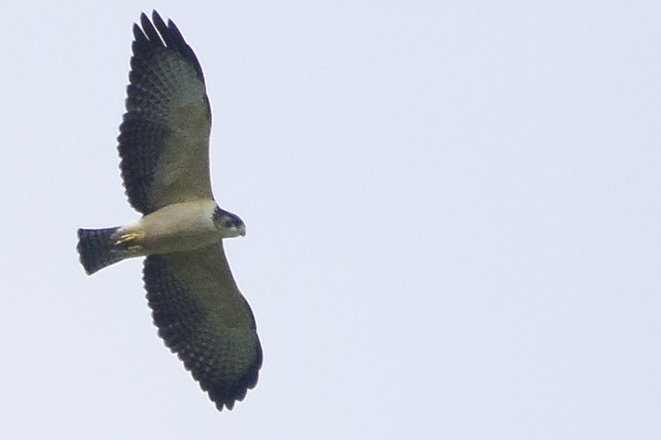 Short-tailed Hawk - ML583999091