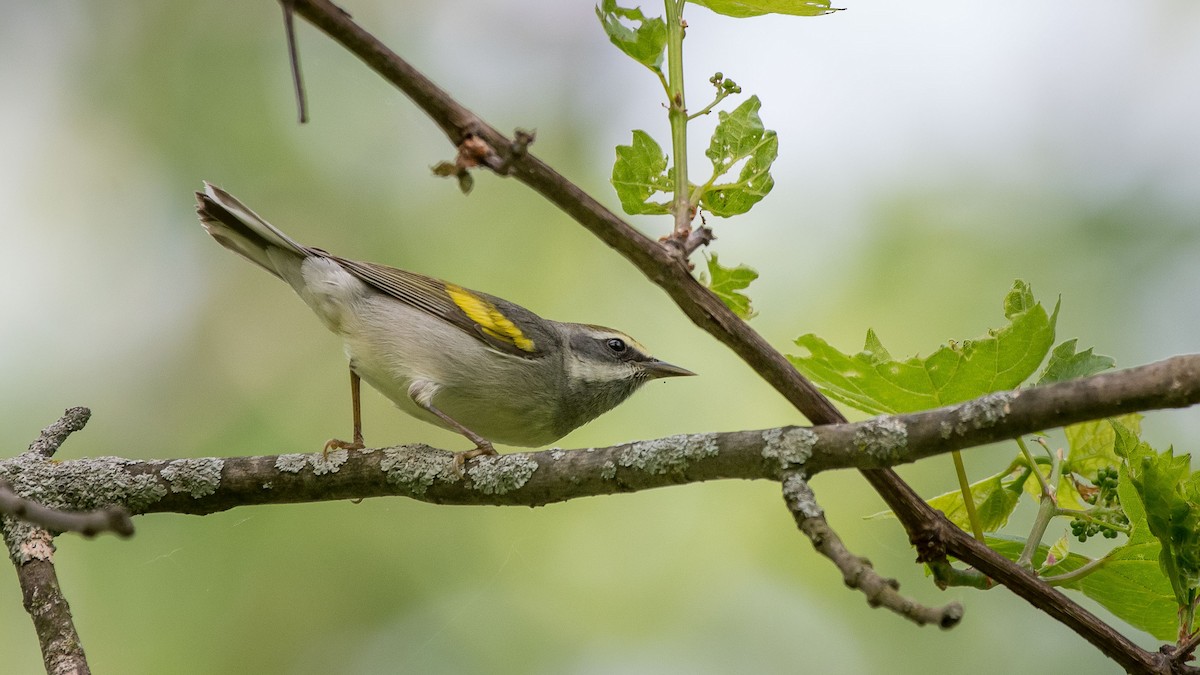 Golden-winged Warbler - ML58400191