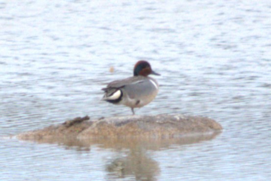 Green-winged Teal (Eurasian x American) - Andrew Brown