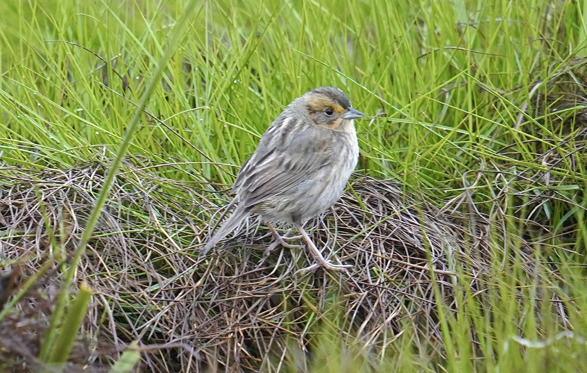 Nelson's Sparrow - Bob Plohr