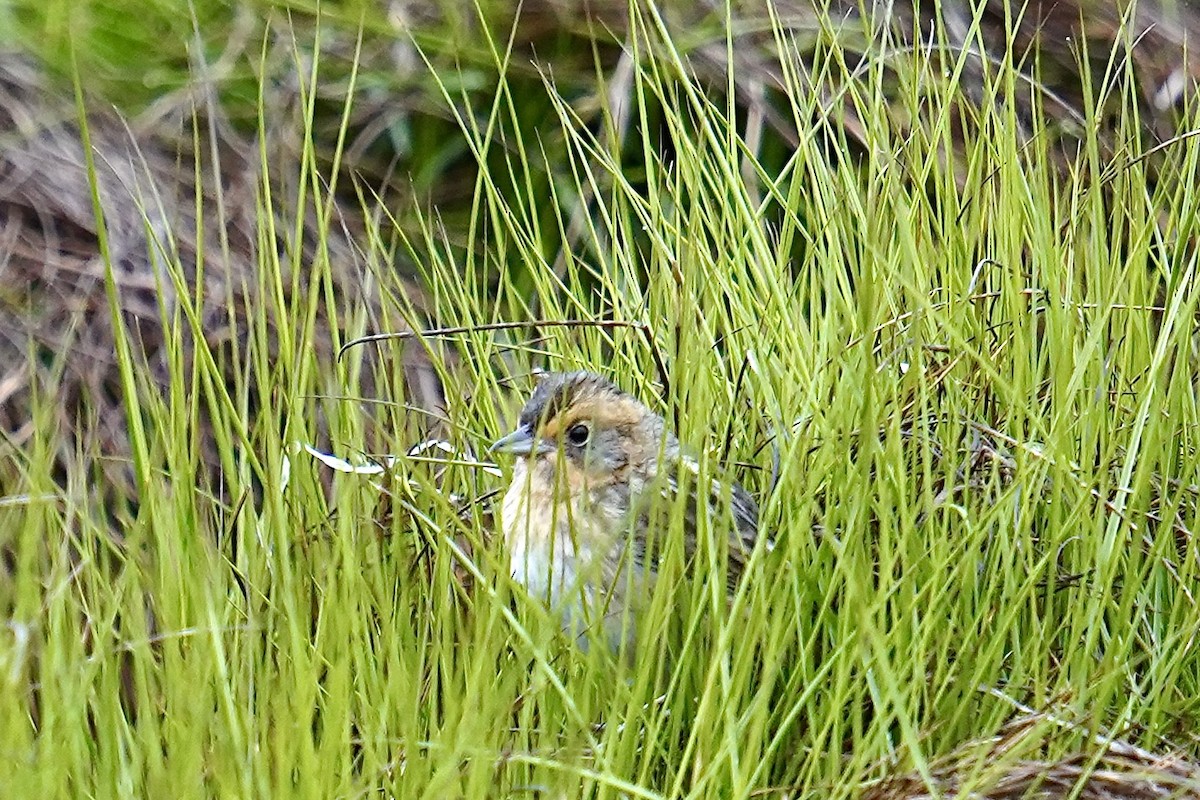 Nelson's Sparrow - Bob Plohr