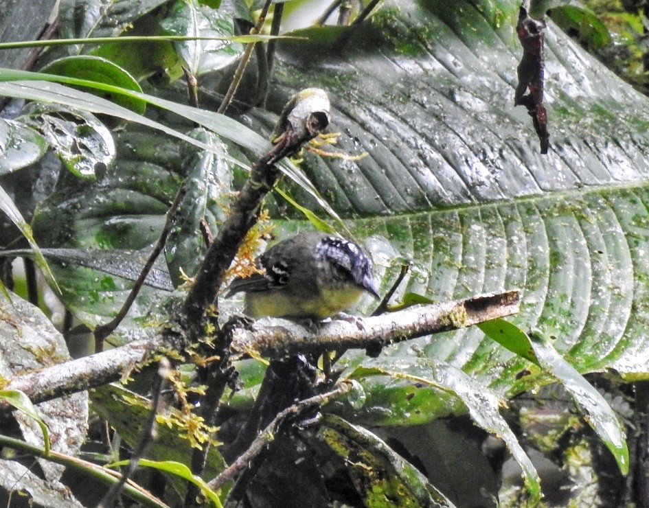 Yellow-breasted Antwren - fabian castillo