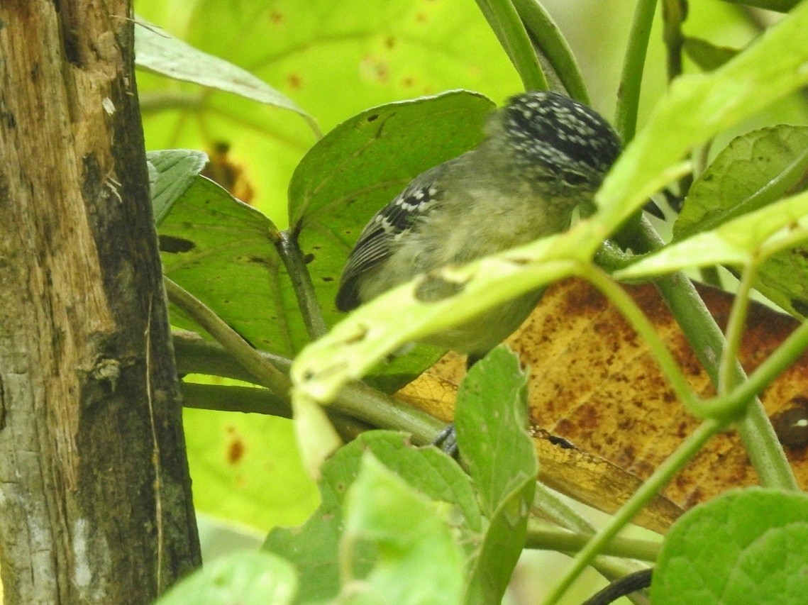 Yellow-breasted Antwren - ML584003081