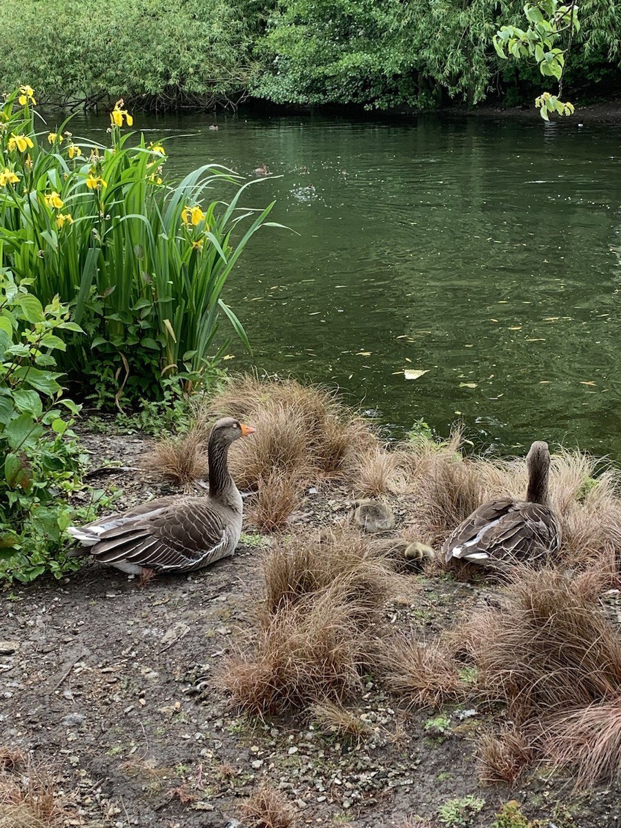 Graylag Goose - ML584003731