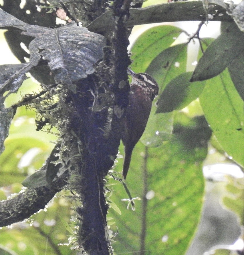 Slender-billed Xenops - ML584004721