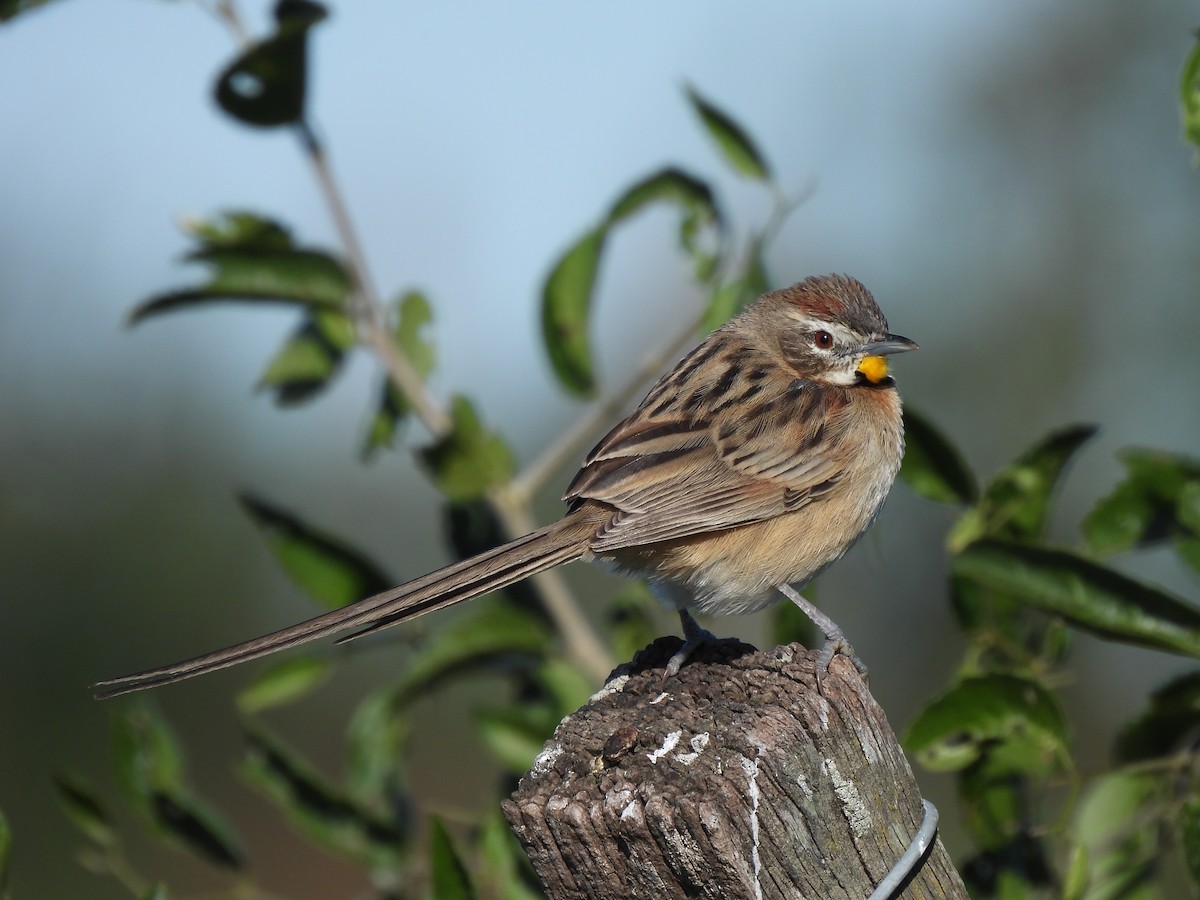 Chotoy Spinetail - fernando hitta