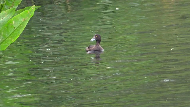 鳳頭潛鴨 - ML584007151