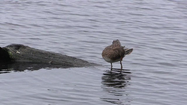 Gadwall - ML584007821