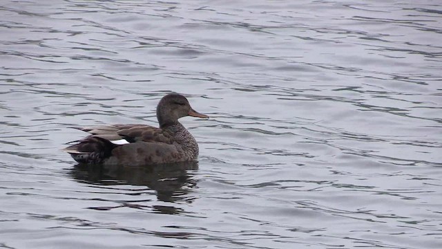 Gadwall - ML584008501