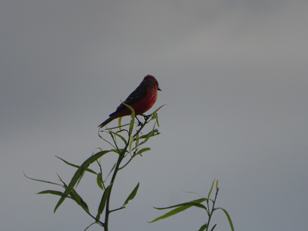 Vermilion Flycatcher - ML584009191