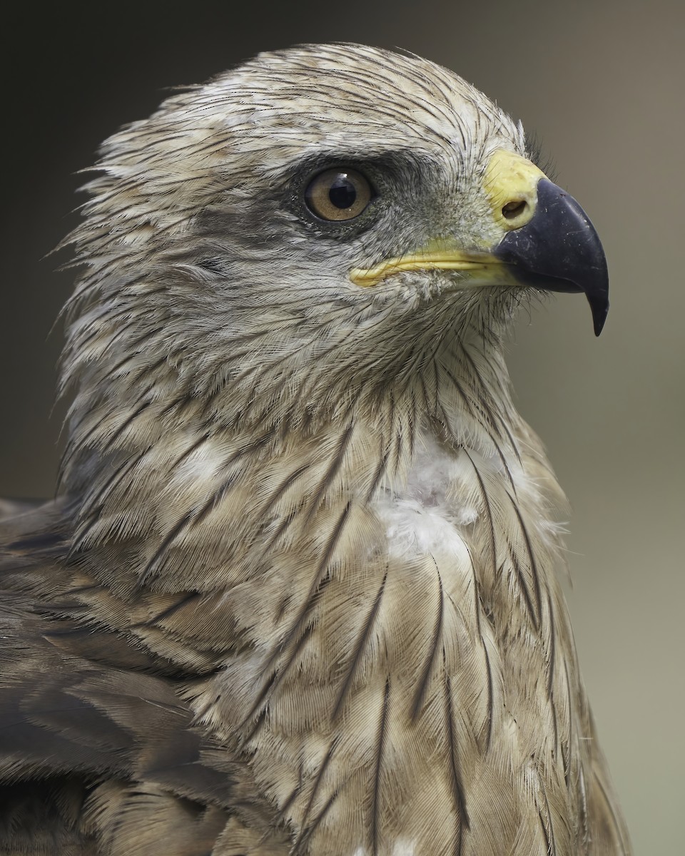 Black Kite - ML584009331