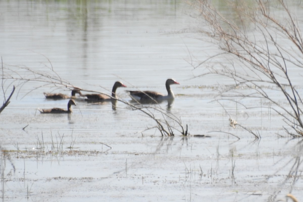 Graylag Goose - ML584010411