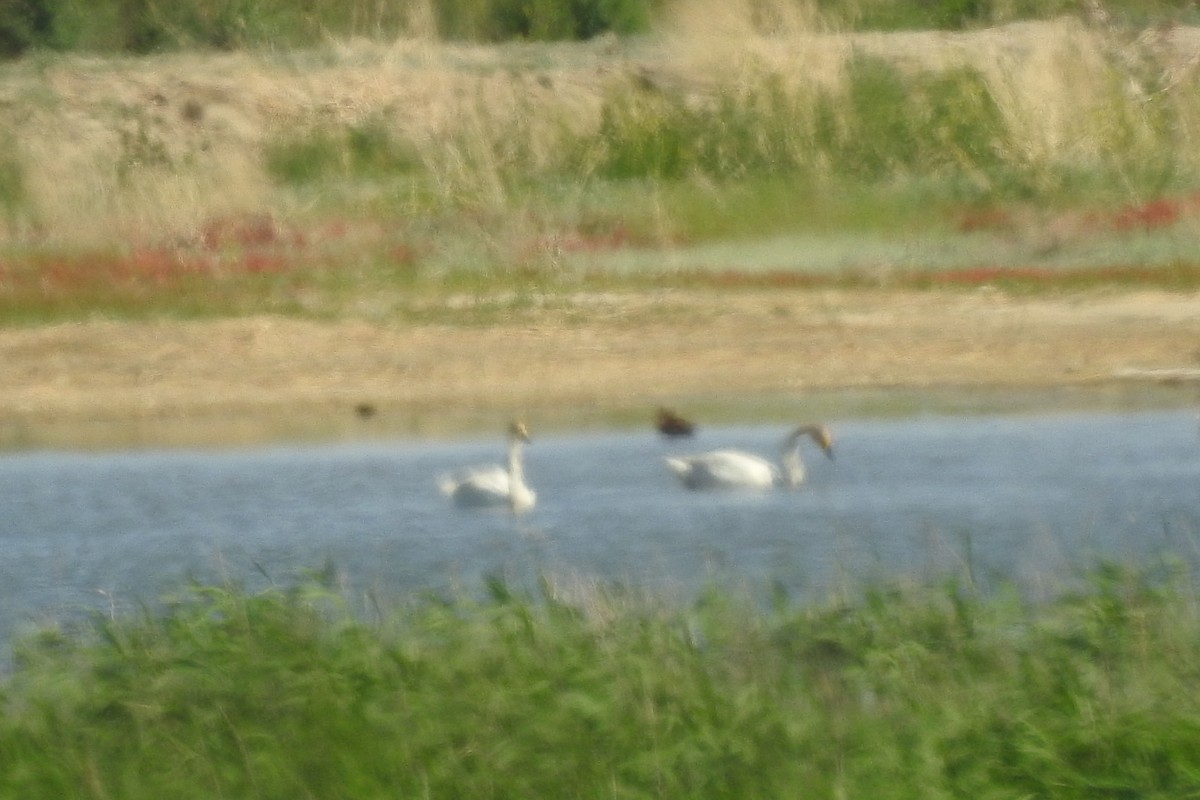 Cygne chanteur - ML584010471