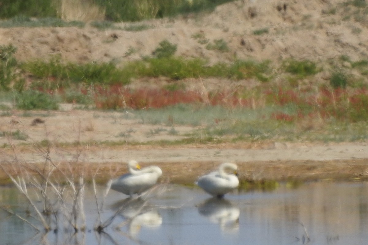 Whooper Swan - ML584010481