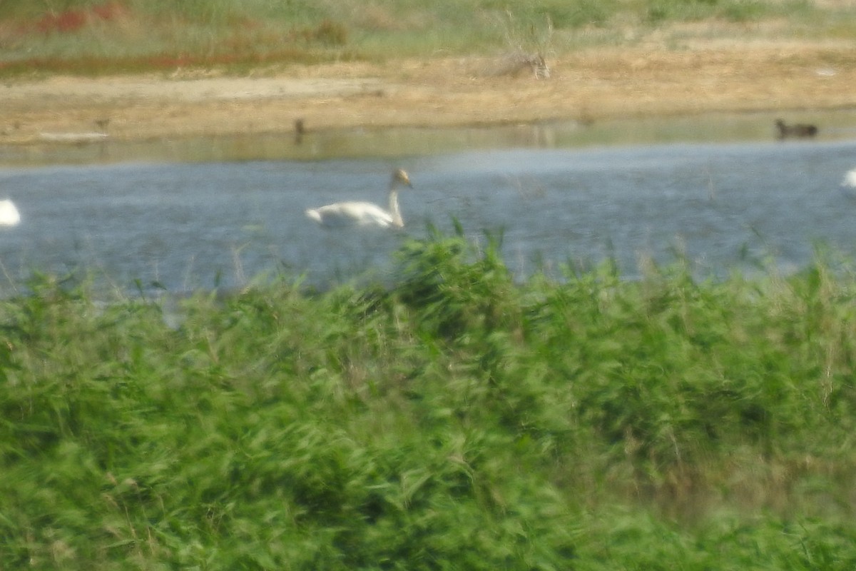 Cygne chanteur - ML584010491