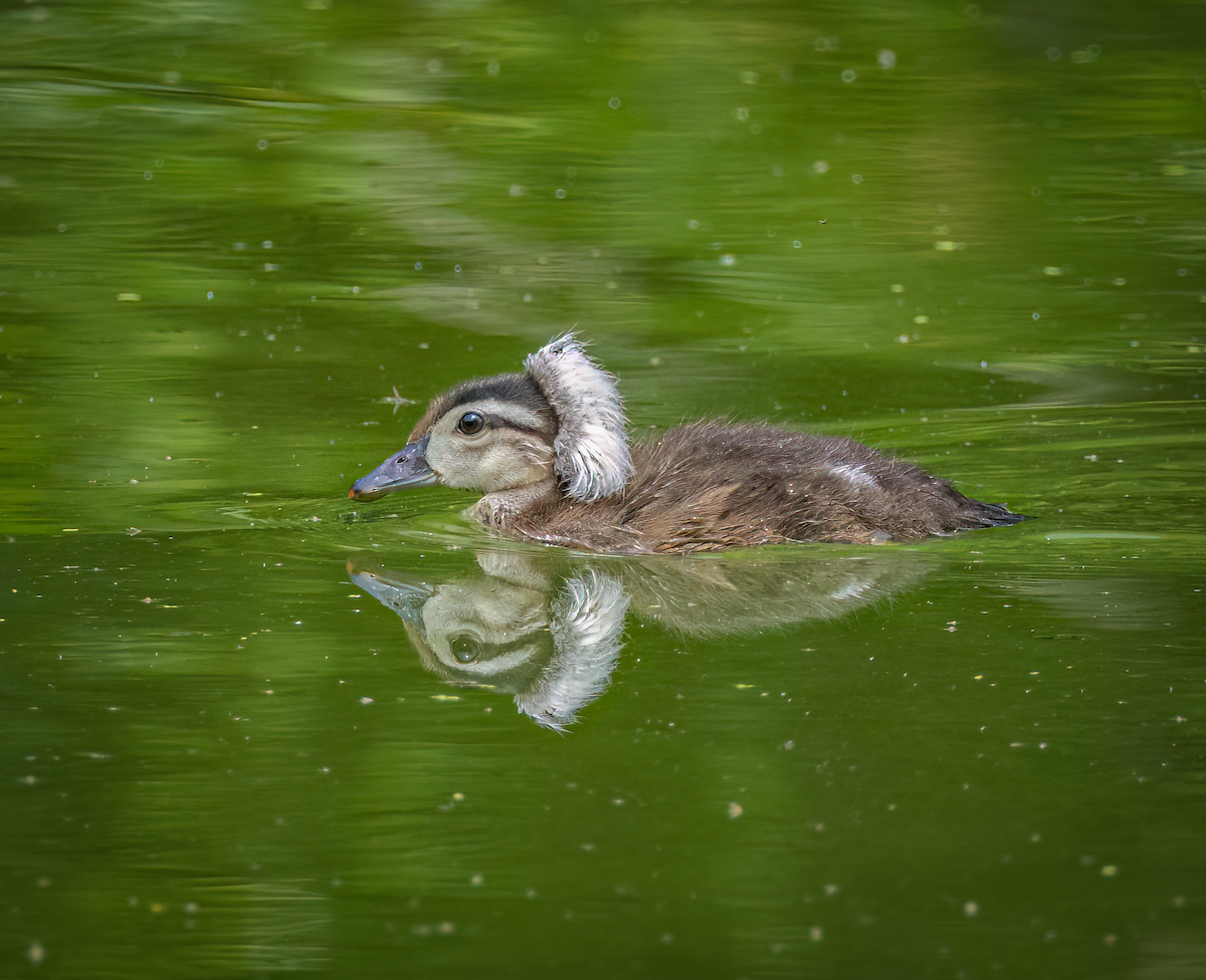 Wood Duck - Marisa Hernandez